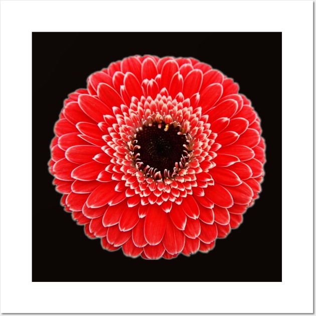Red Gerbera Wall Art by FictionalRed